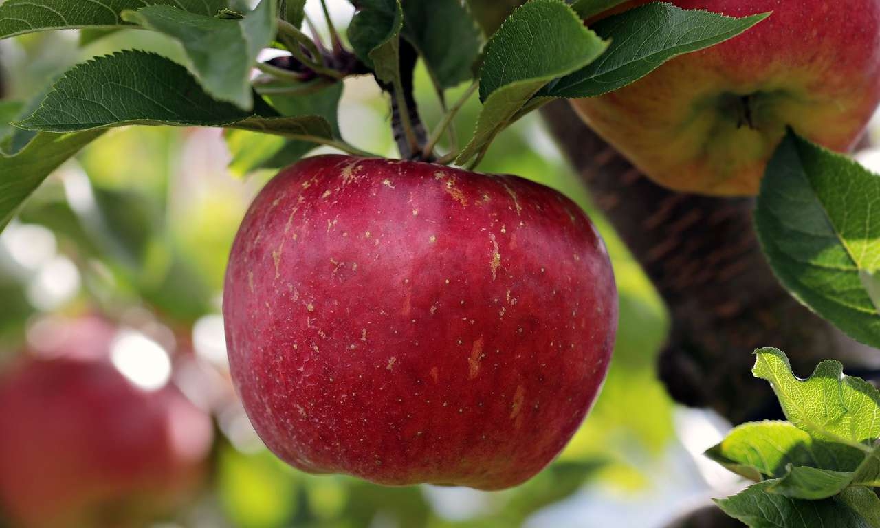 Ябълка и листа онлайн пъзел