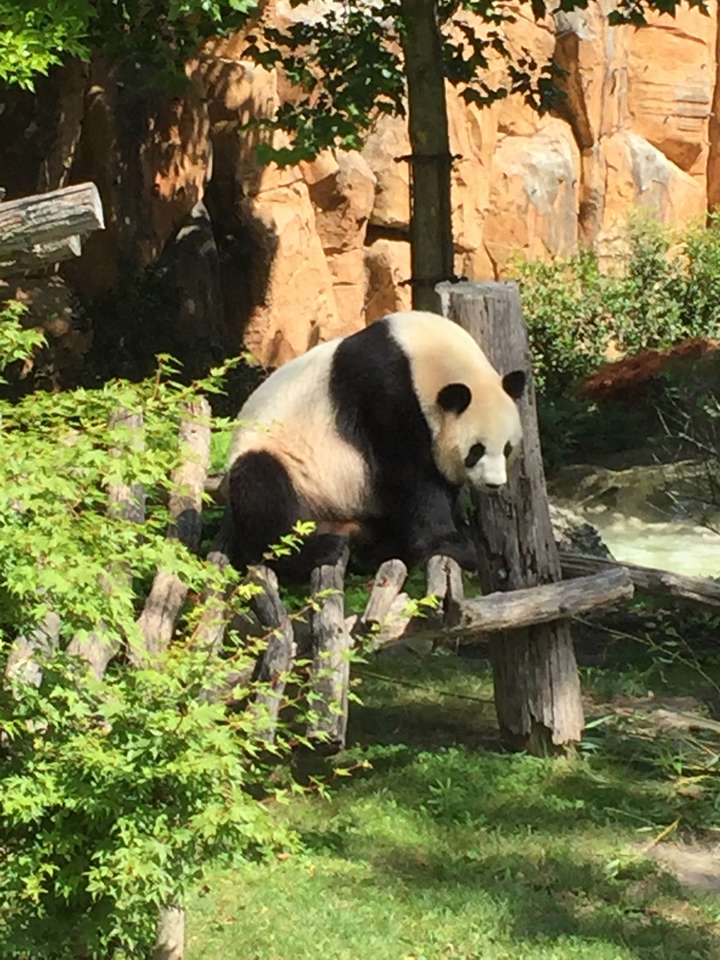 панда онлайн пазл
