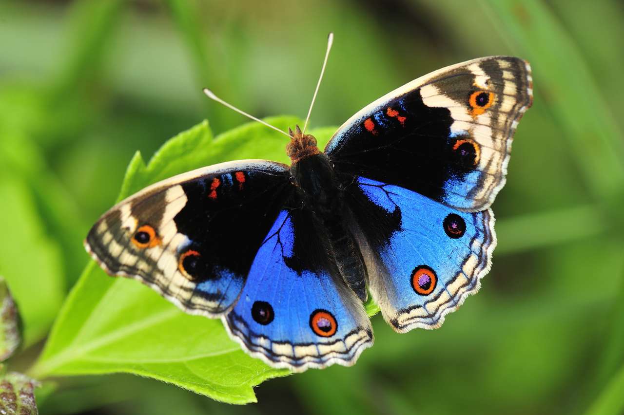 Метелик онлайн пазл