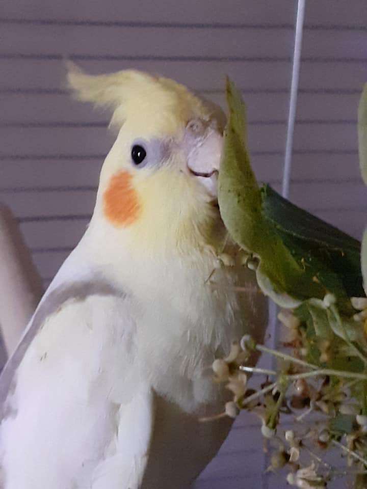 Felek papegoja Pussel online