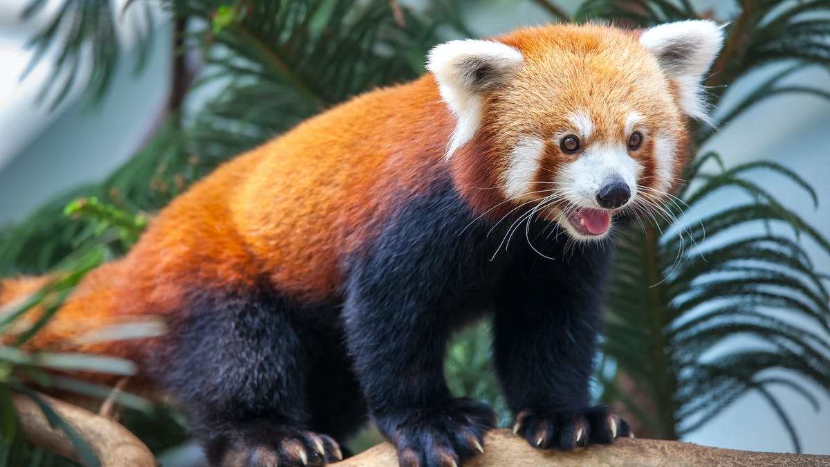 červená panda puzzle online z fotografie