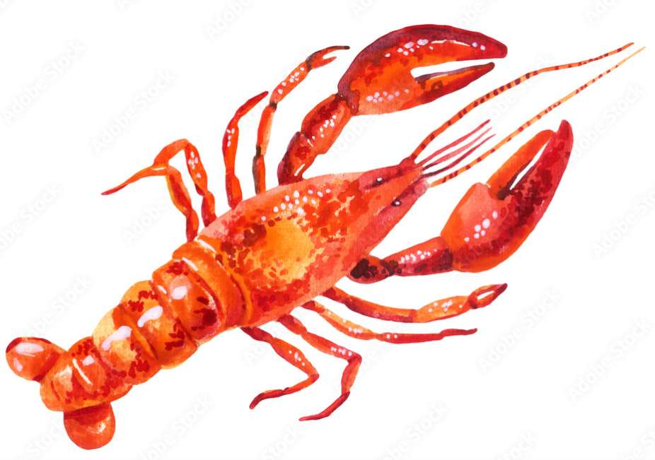 lobsterr online puzzle