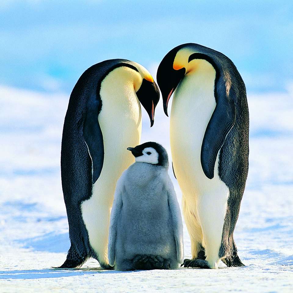 Pinguini puzzle online din fotografie