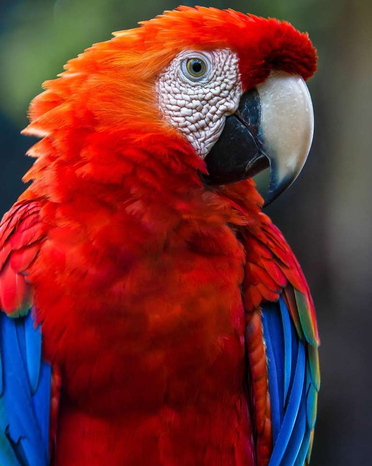 Schöner Papagei Online-Puzzle vom Foto