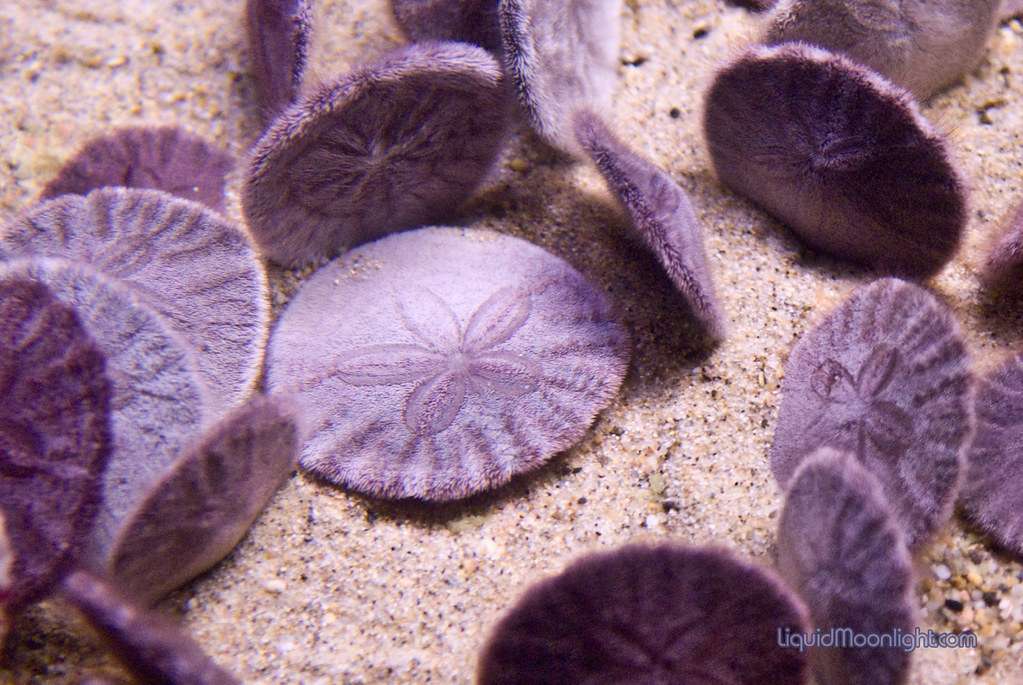 Dólares de areia roxa puzzle online a partir de fotografia