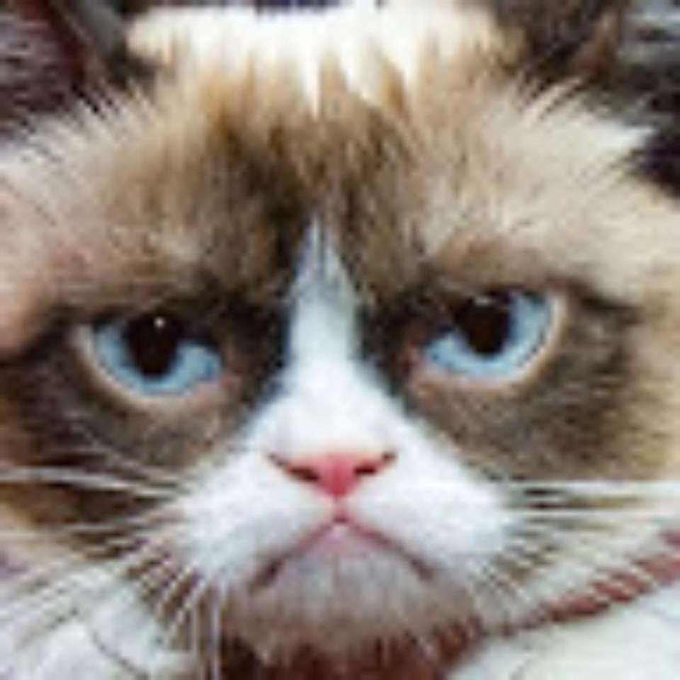 Сварливий Кіт скласти пазл онлайн з фото