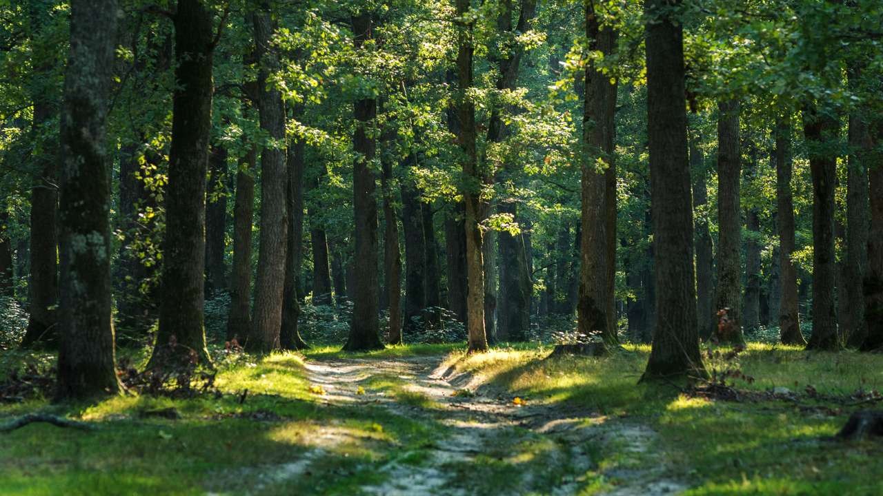 Skog på sommaren pussel online från foto