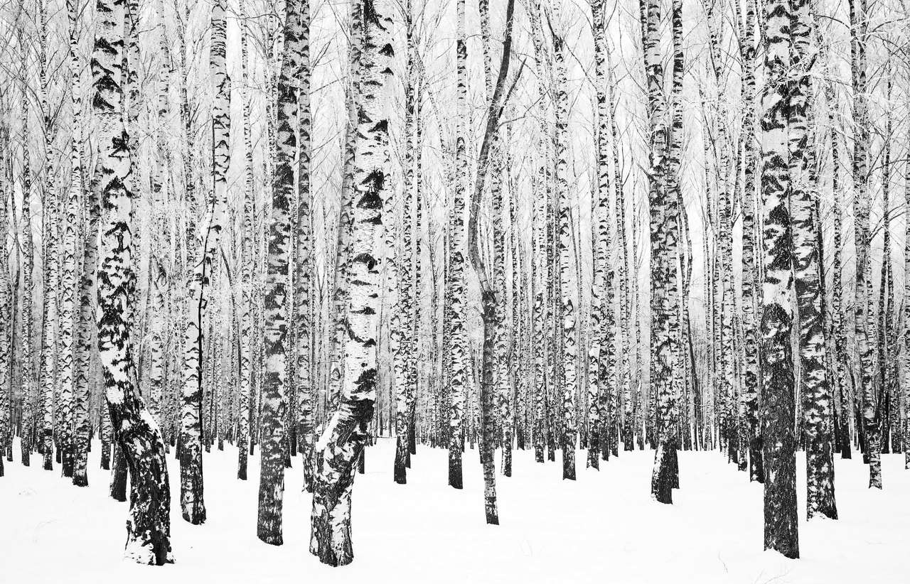 birch trees in hoarfrost online puzzle