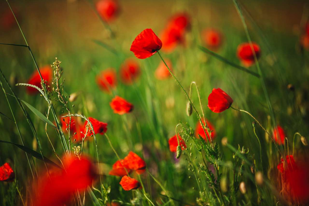 poppy field puzzle online from photo