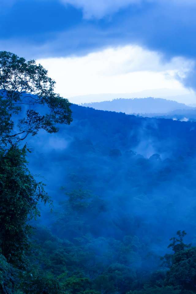 tropisk regnskog på morgonen dimmig pussel online från foto