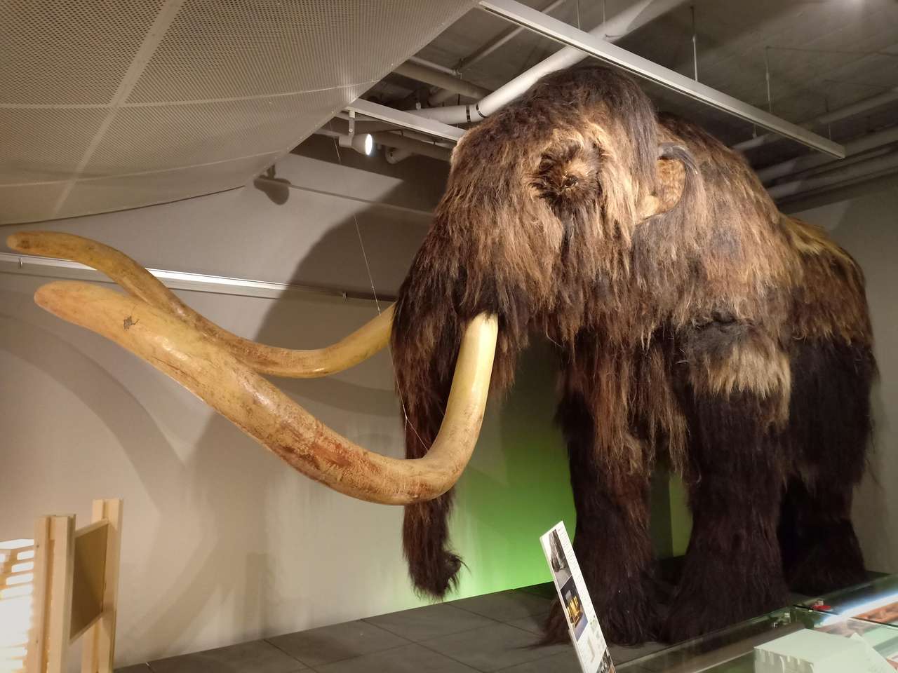 Реплика мамонта в музее Университета Хоккайдо пазл онлайн из фото