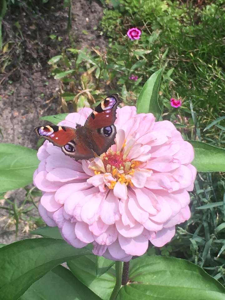 Butterfly and Zinnia online puzzle