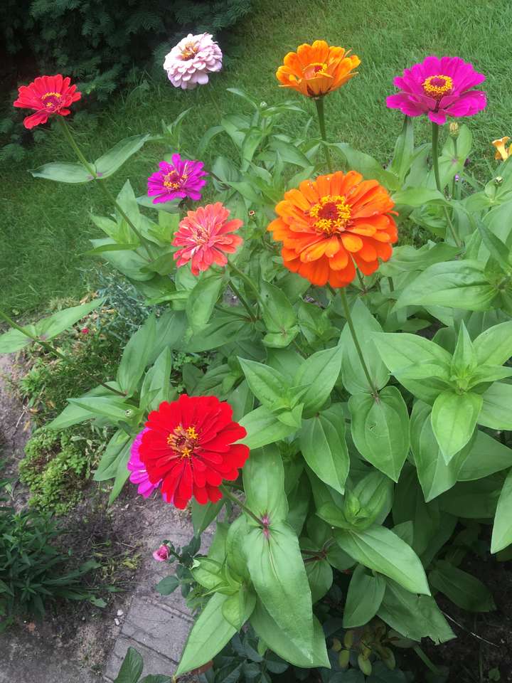 Идеи для создания красивой цветочной цинии в саду