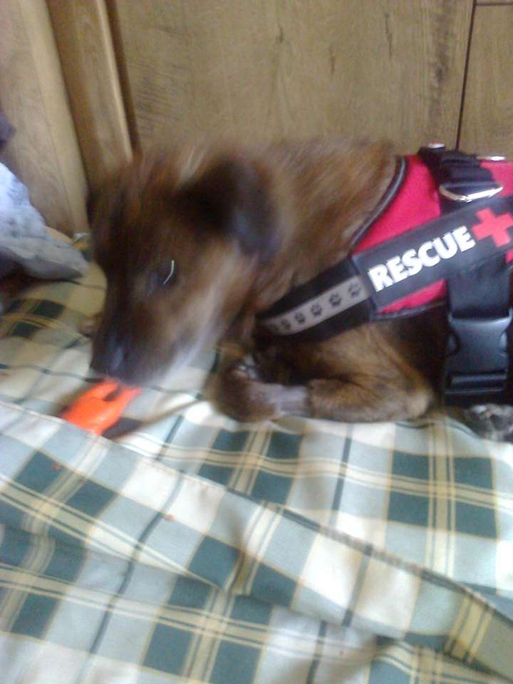 救助犬としてのマック。 オンラインパズル
