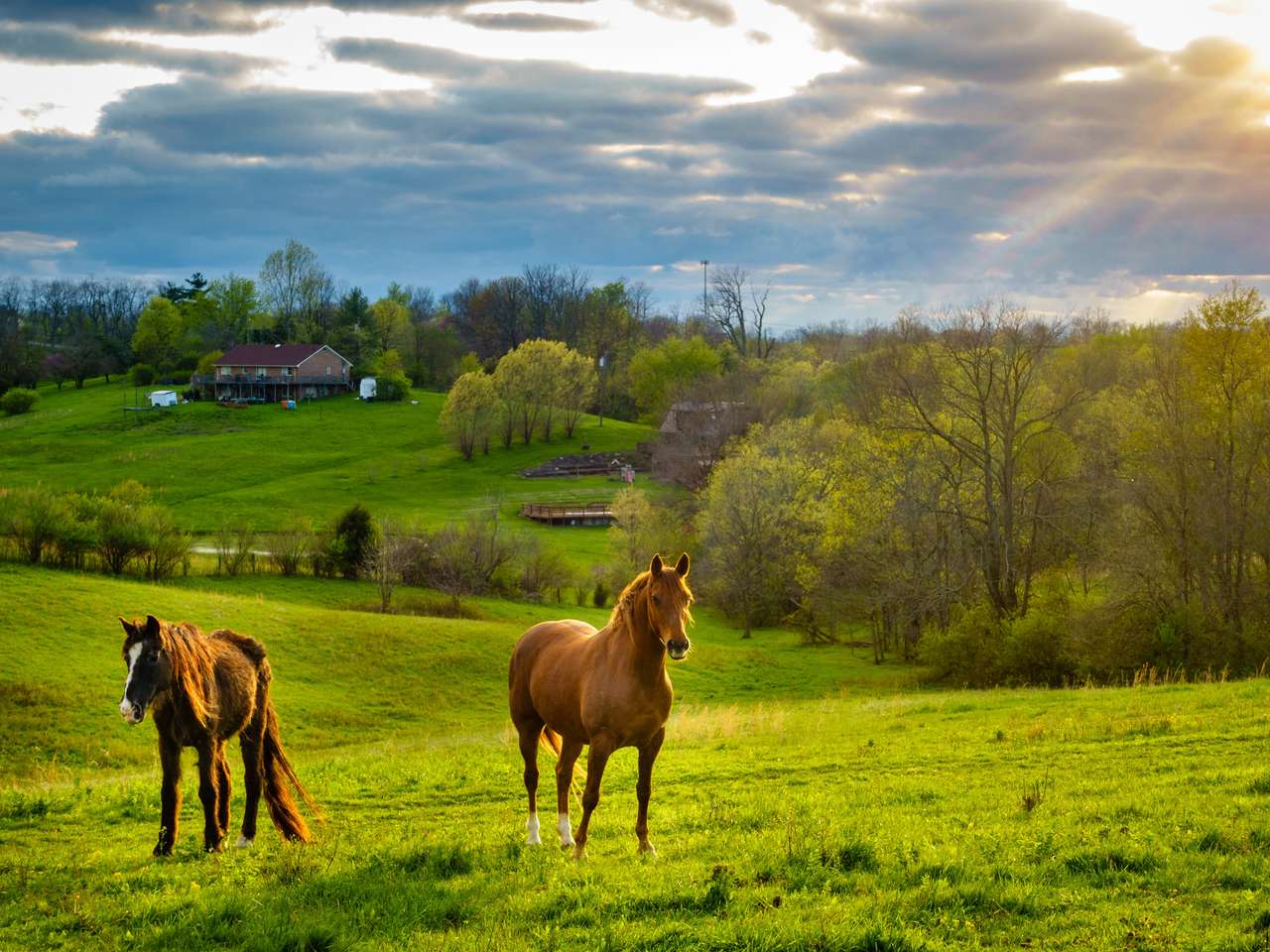 Belos cavalos de castanha puzzle online a partir de fotografia