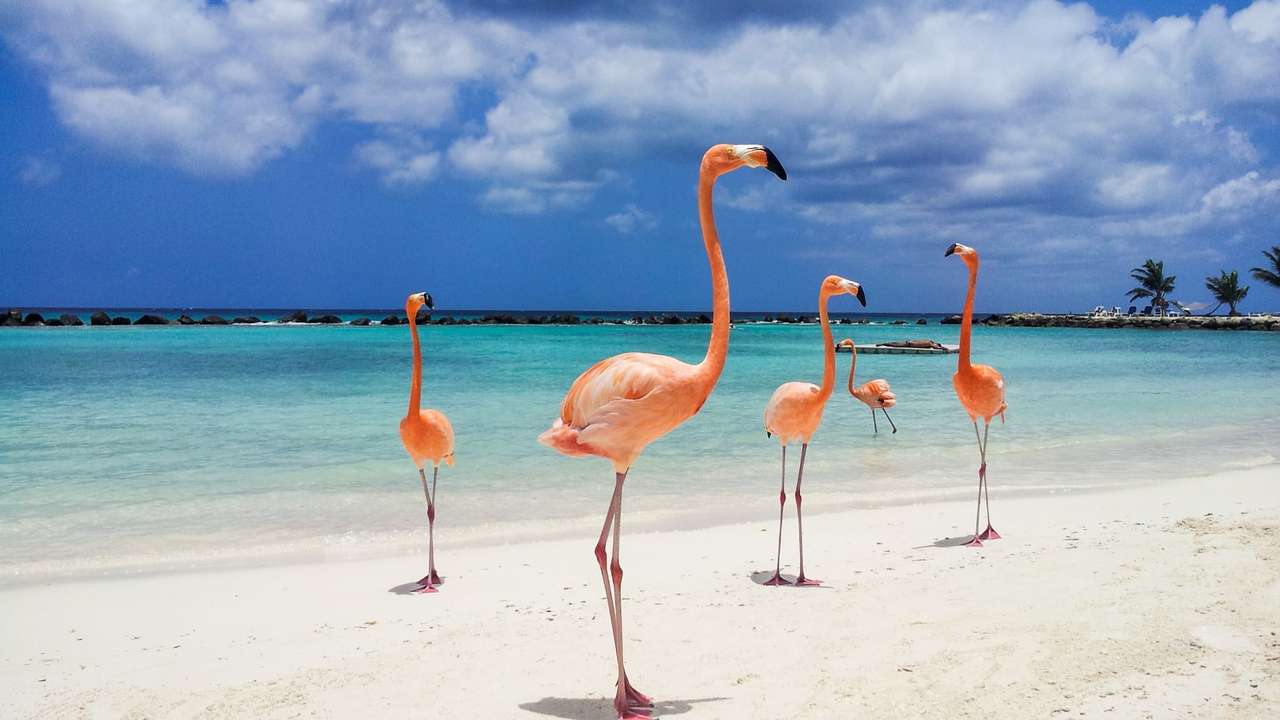 Aruba fåglar pussel online från foto