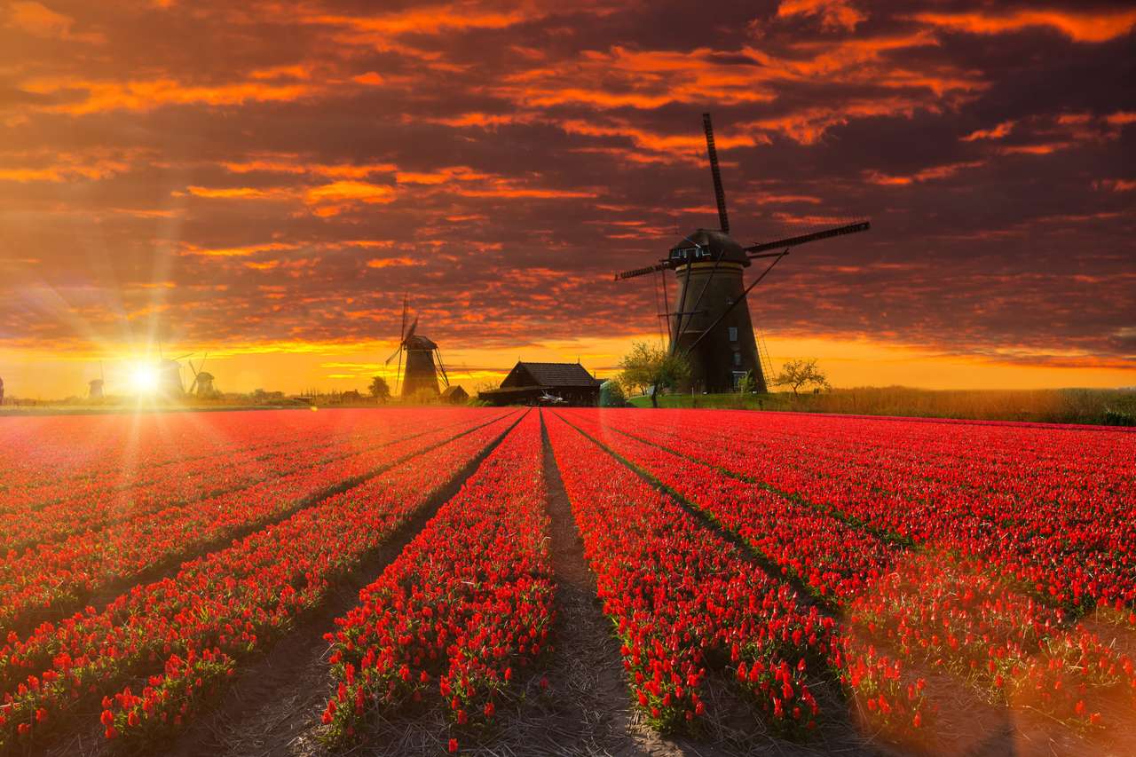 Windmill with beautiful tulip field during sunset in Holland. puzzle online from photo