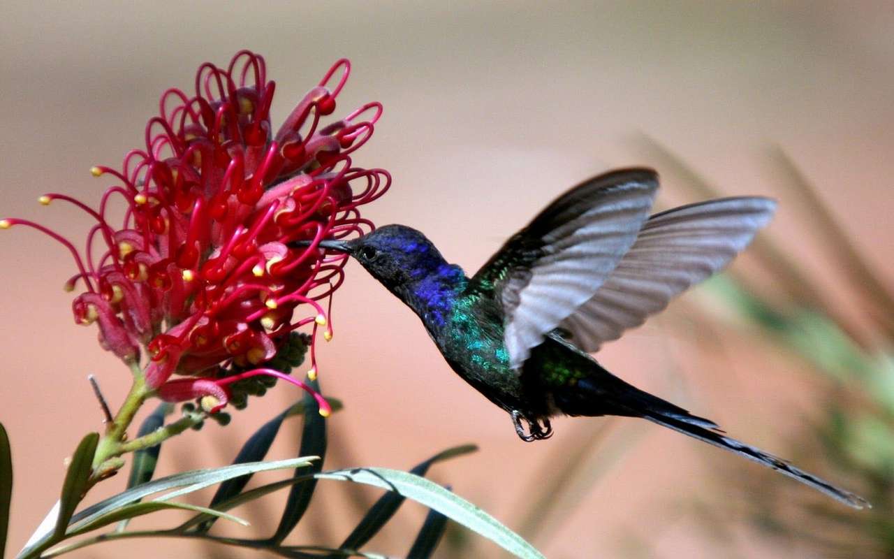 Pták a květina puzzle online z fotografie