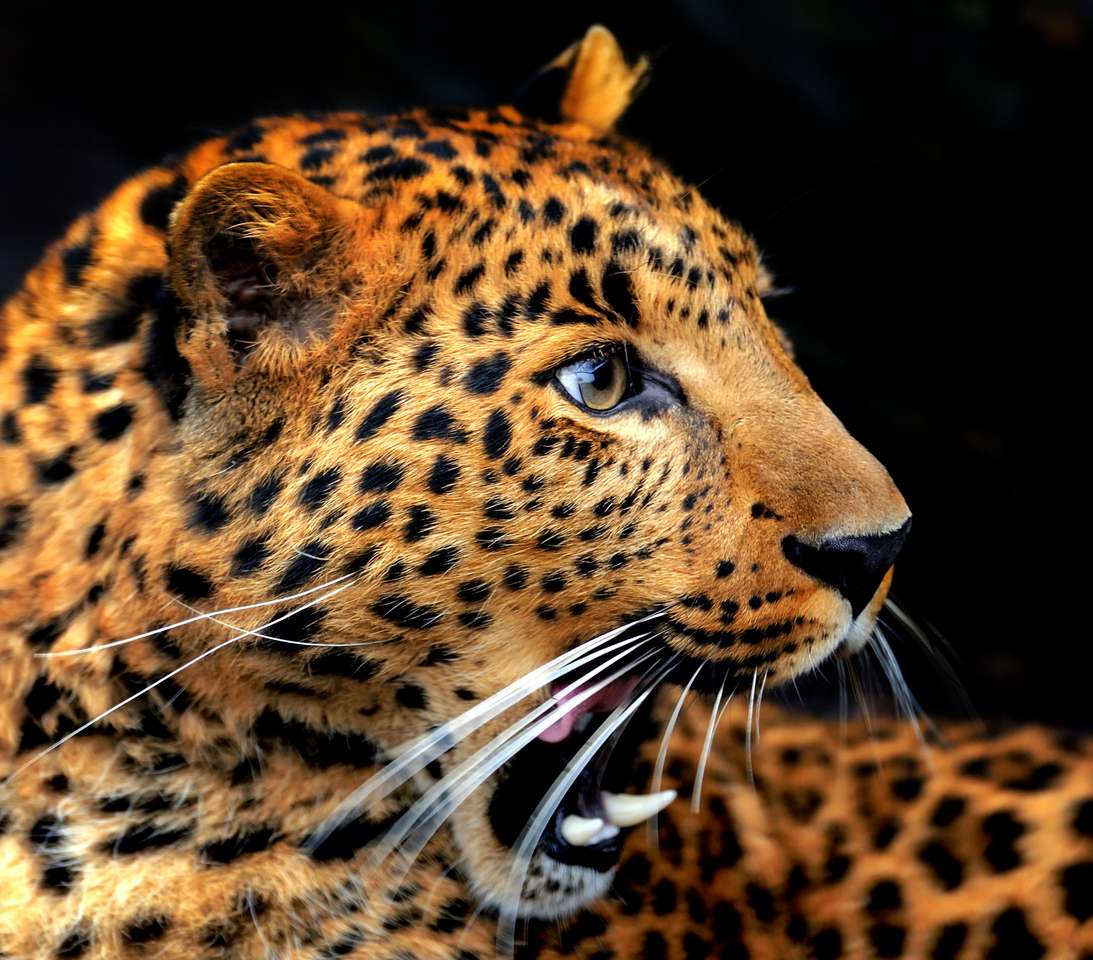 Leopardo de retrato no fundo escuro puzzle online a partir de fotografia