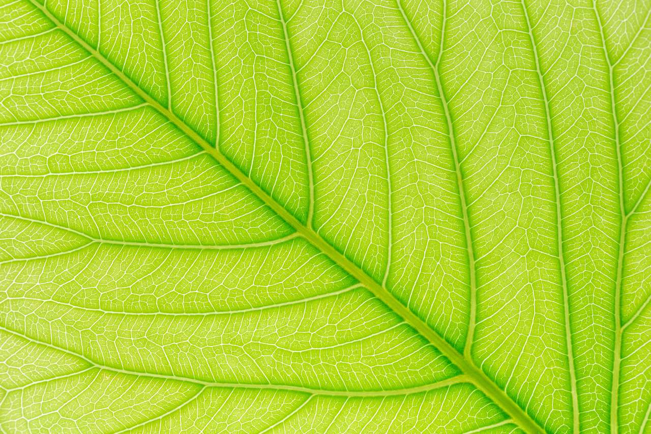 Green leaf pattern puzzle online from photo