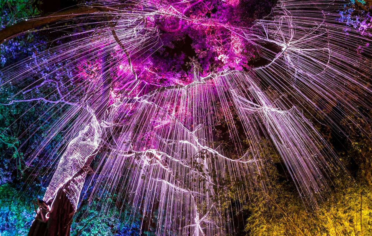 Флуоресцентна светлина под тъмно дърво в Джордж град, Penang онлайн пъзел от снимка