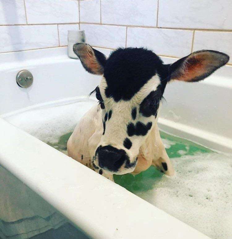 Moo in the Bath puzzle online from photo