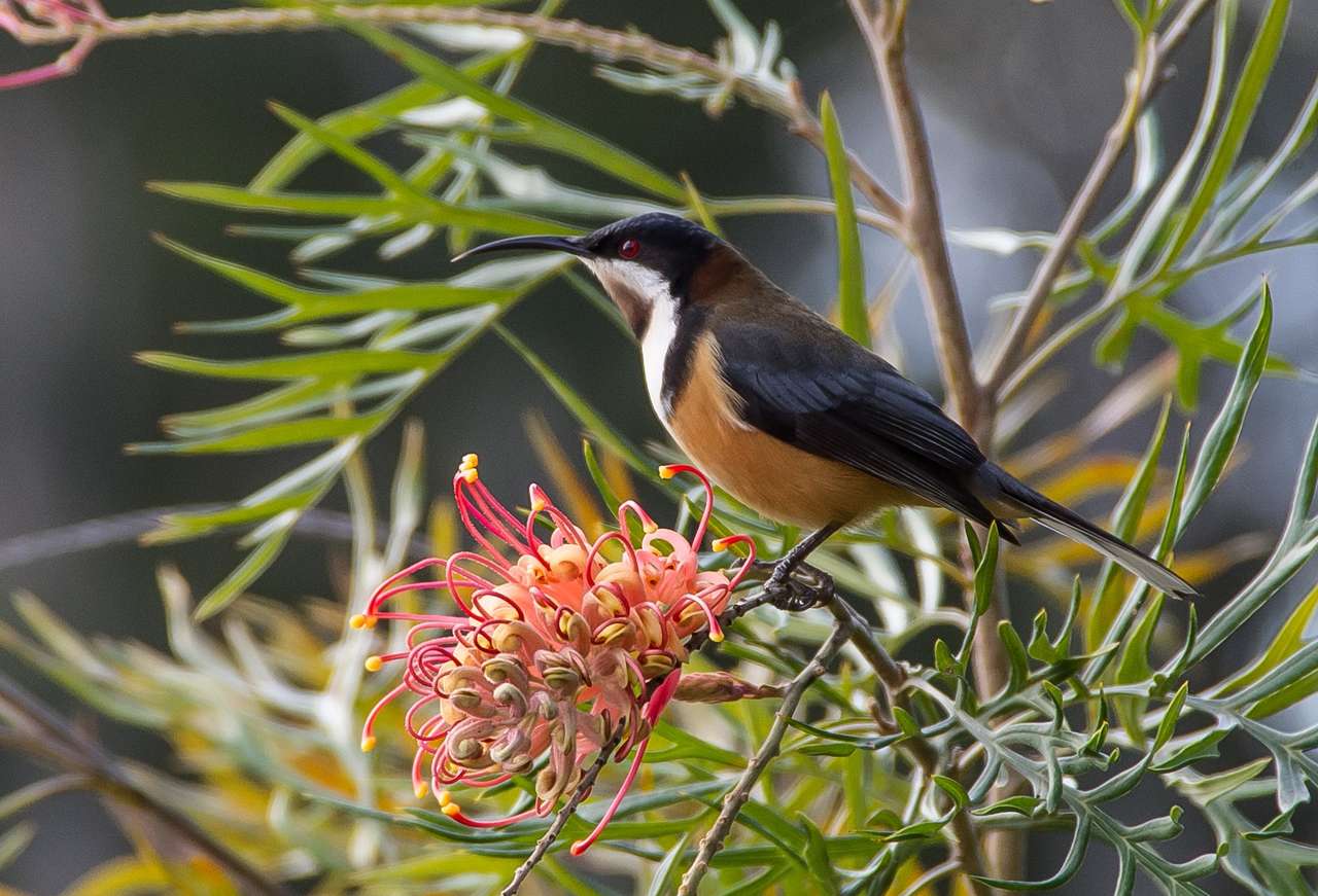 Eastern Spinebill online puzzle