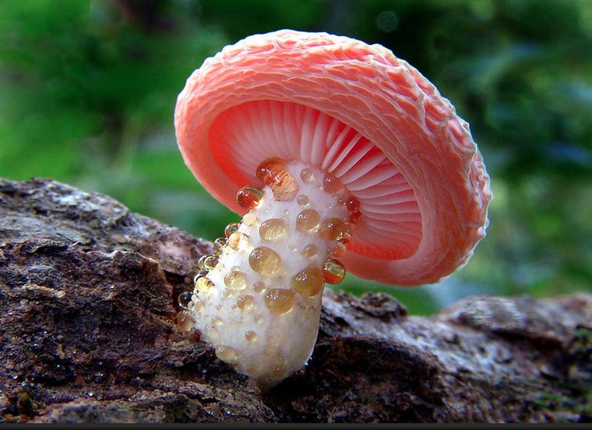 fungi rike Pussel online