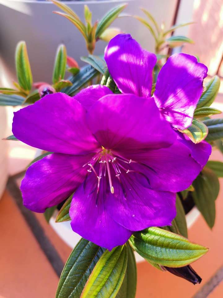 Blume in der Gardena-Harveston, Online-Puzzle
