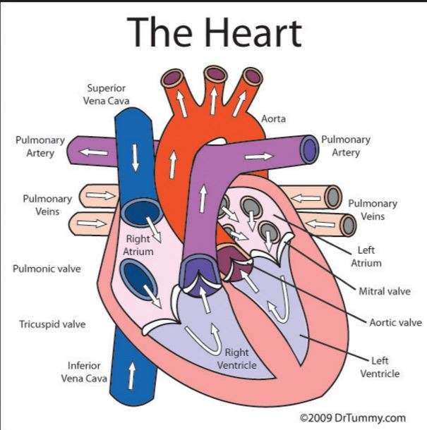 Human heart puzzle online from photo