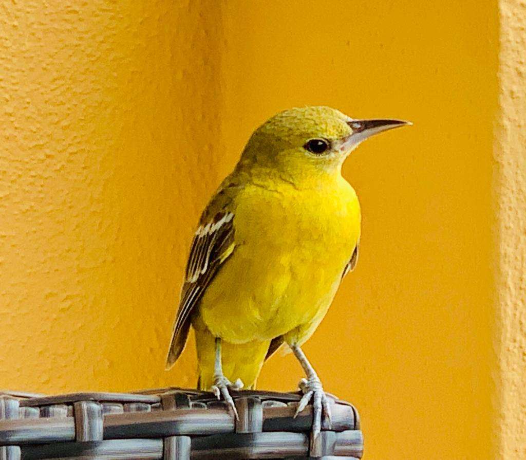 Oiseau jaune. Online-Puzzle vom Foto