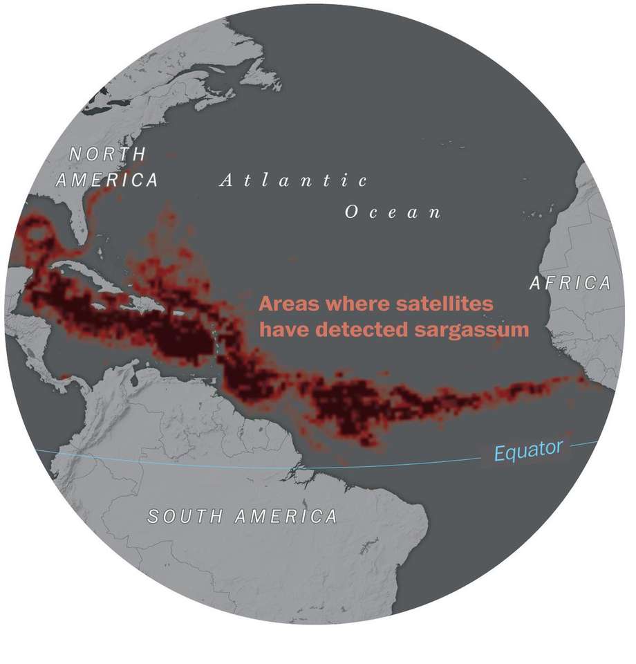 Distribuzione sargassum. puzzle online