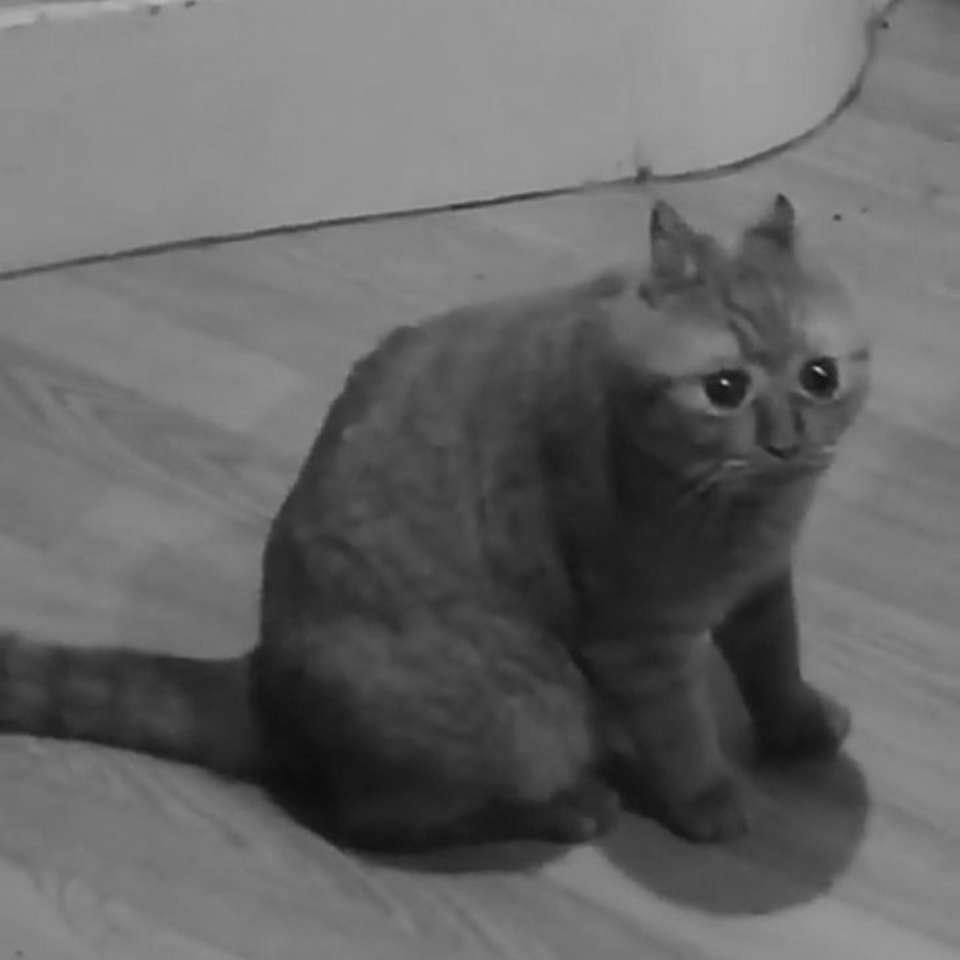 Забавный депрессивный кот - ePuzzle фотоголоволомка