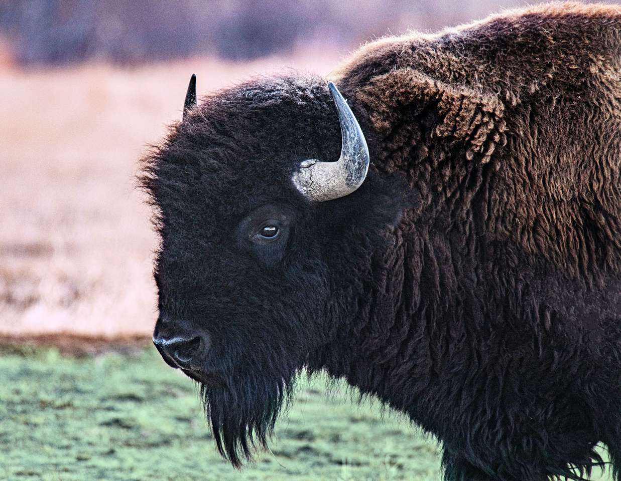 Amor de bisonte rompecabezas en línea