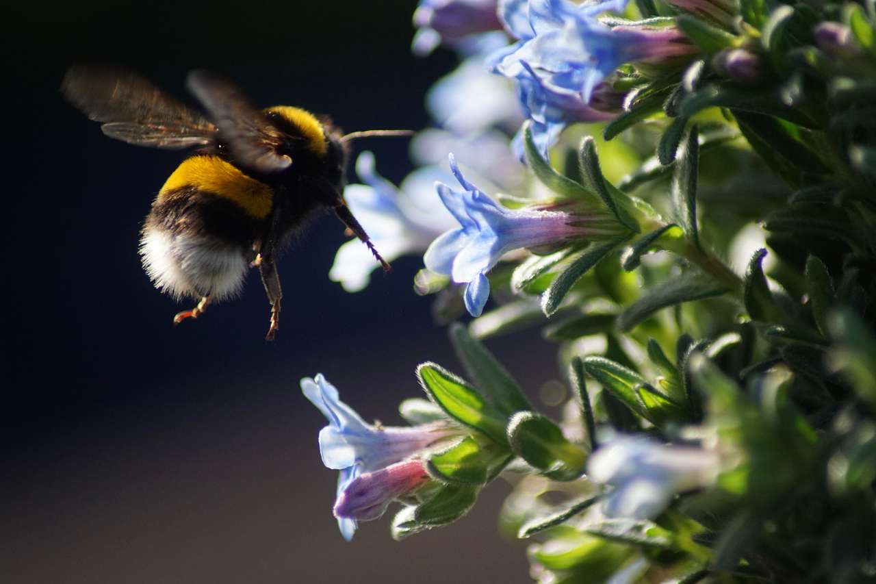 Ash Bumble Bee online puzzle