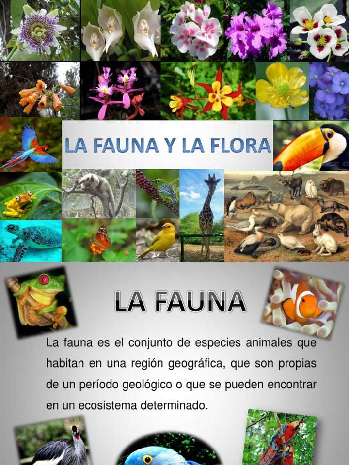 Fauna a flóra online puzzle
