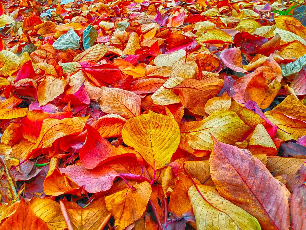 Hojas de otoño debajo del árbol rompecabezas en línea