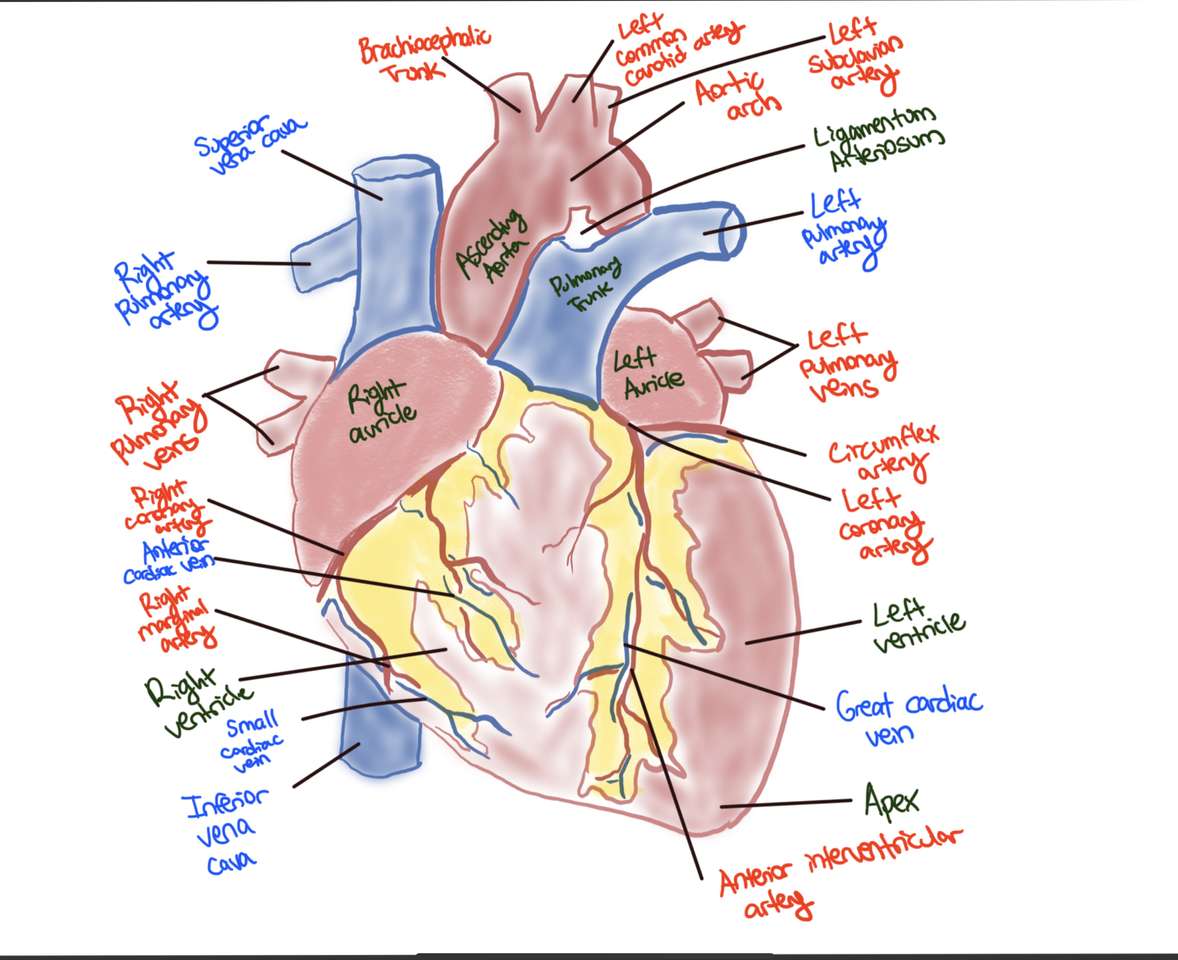 心臓の前面図の解剖学 写真からオンラインパズル