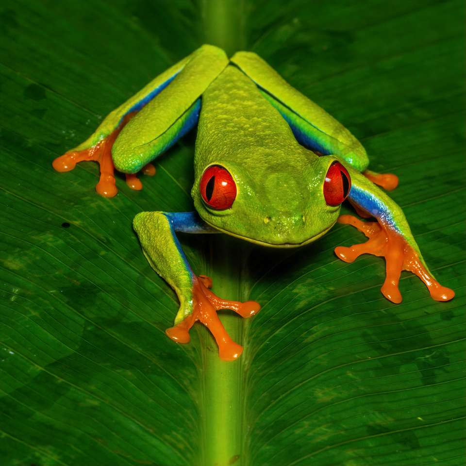tree frog puzzle online from photo