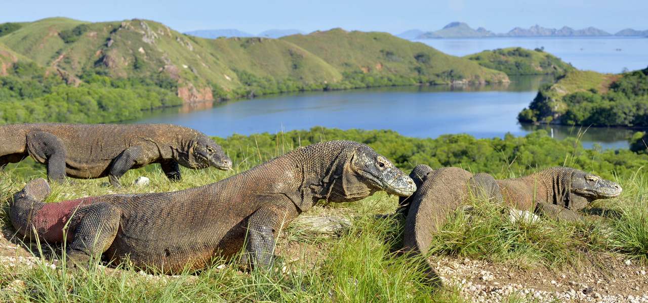 Dragón de Komodo en hábitat natural rompecabezas en línea
