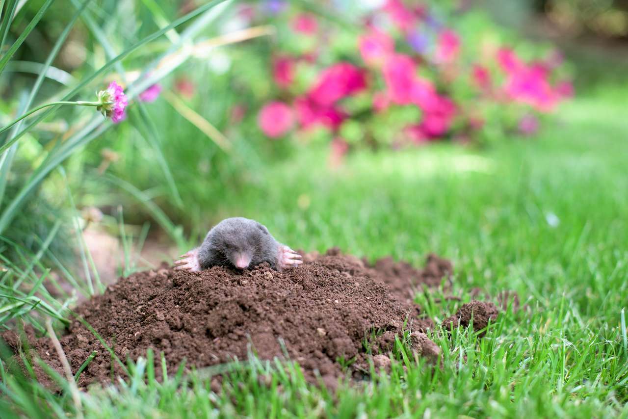 Mole out of molehill in a garden online puzzle
