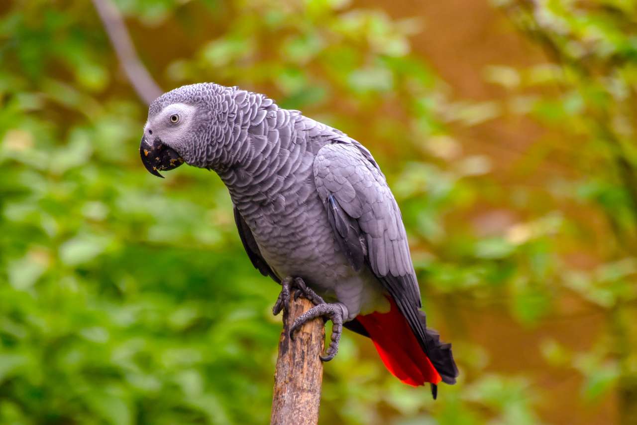 Un pappagallo grigio puzzle online