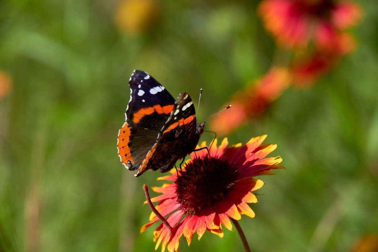 Red admiral butterfly online puzzle