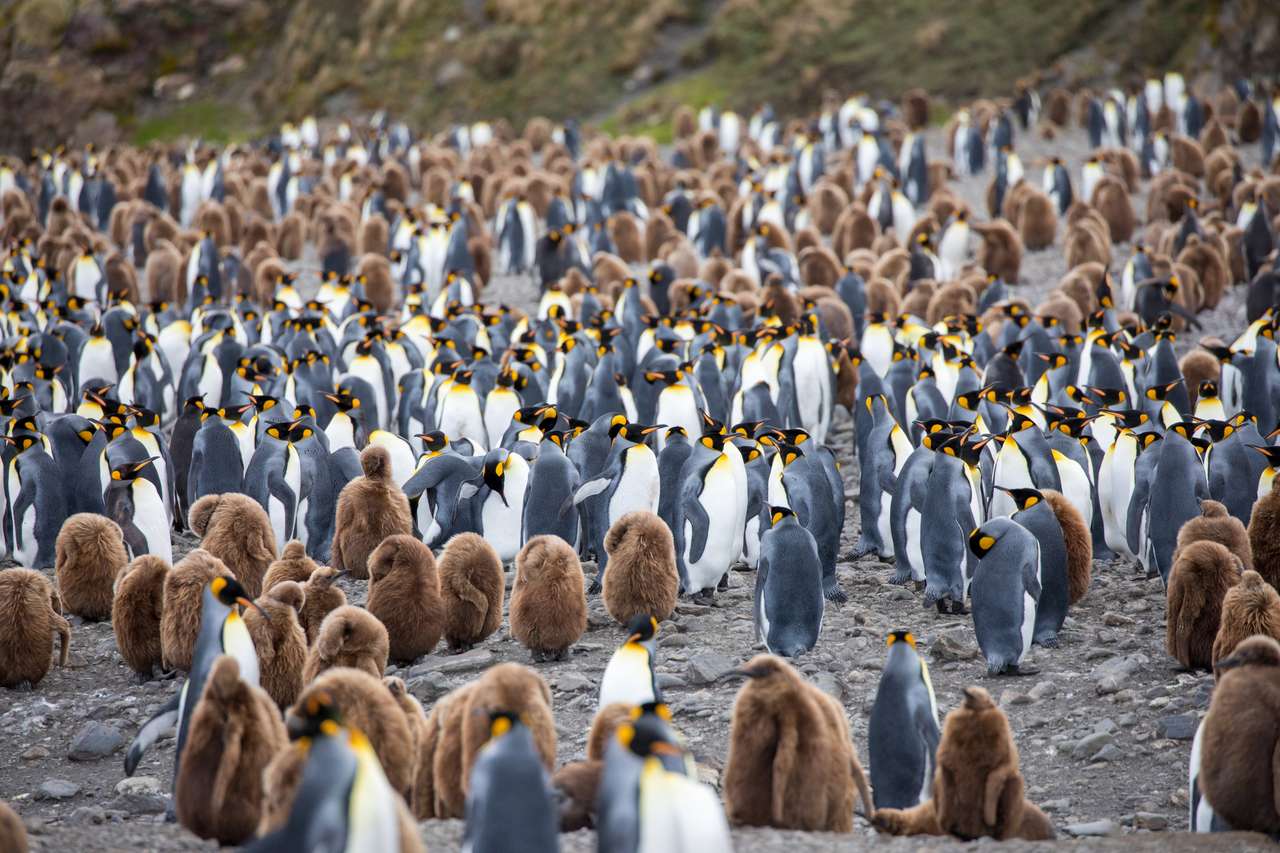 Penguins in the arctic puzzle online from photo