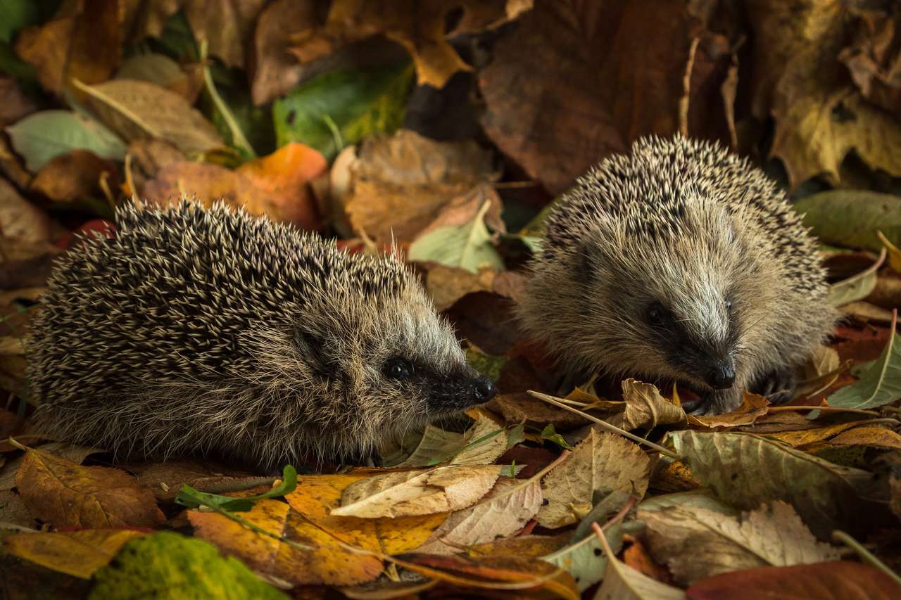 Two young hedgehogs in autumn leaves puzzle online from photo