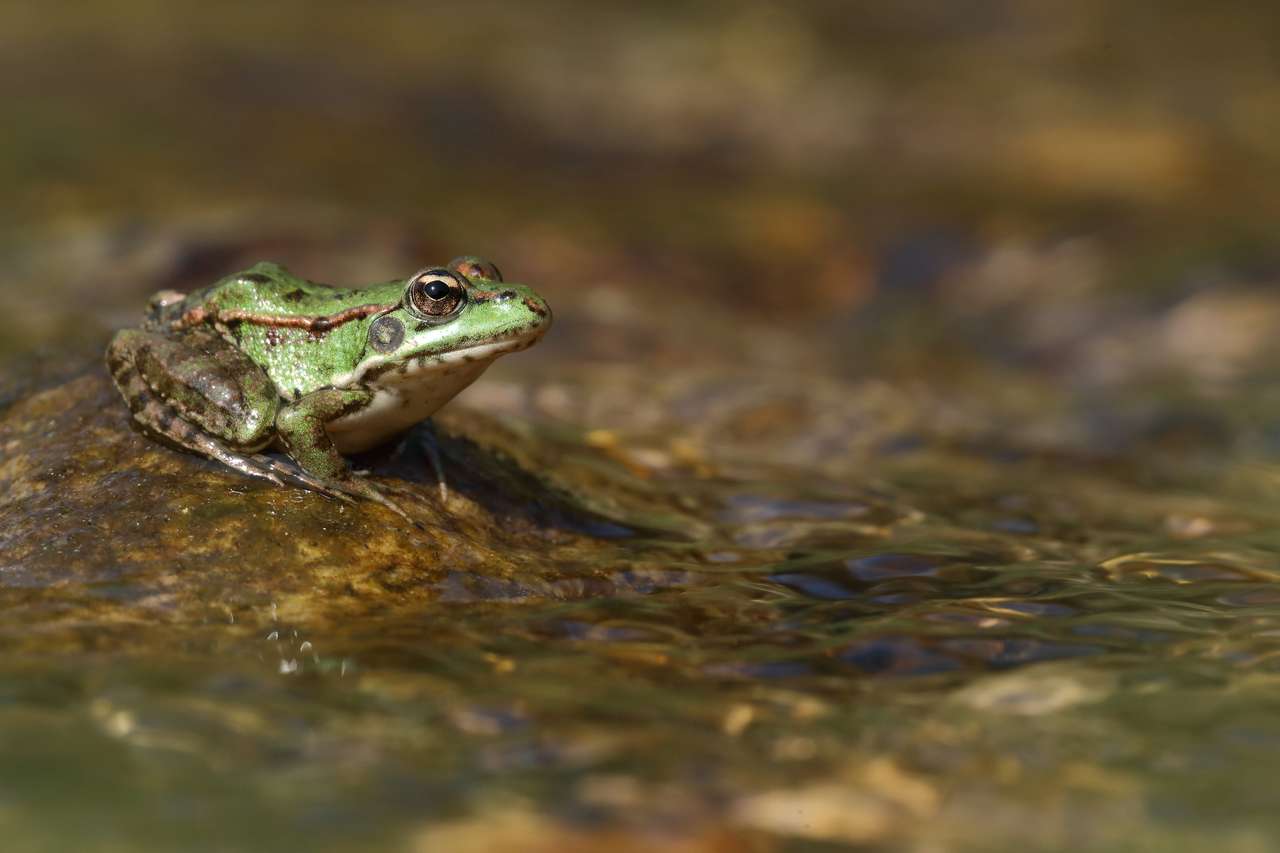 Perez's frog (Pelophylax perezi) on a stone in a river online puzzle