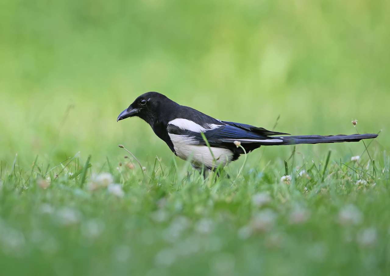 Magpie se plimbă prin iarbă verde deasă puzzle online din fotografie
