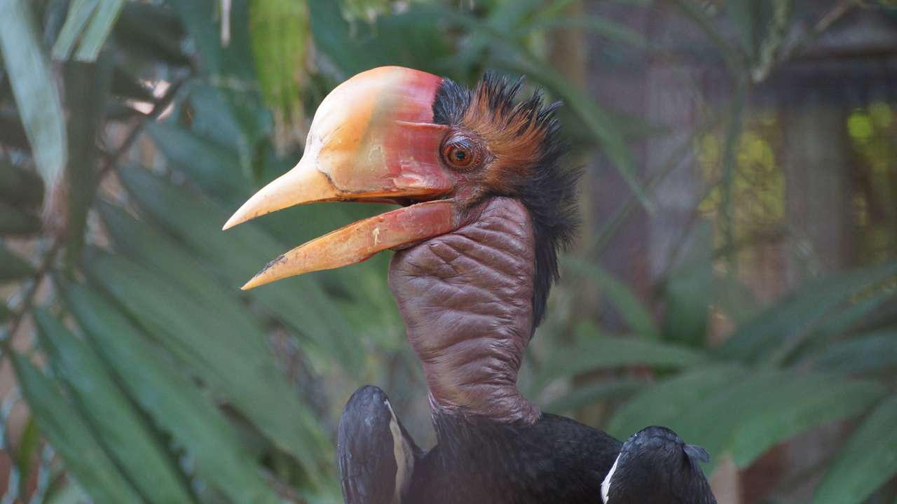 The helmeted hornbill online puzzle