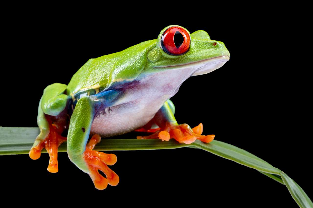 Червоноока деревна жаба онлайн пазл