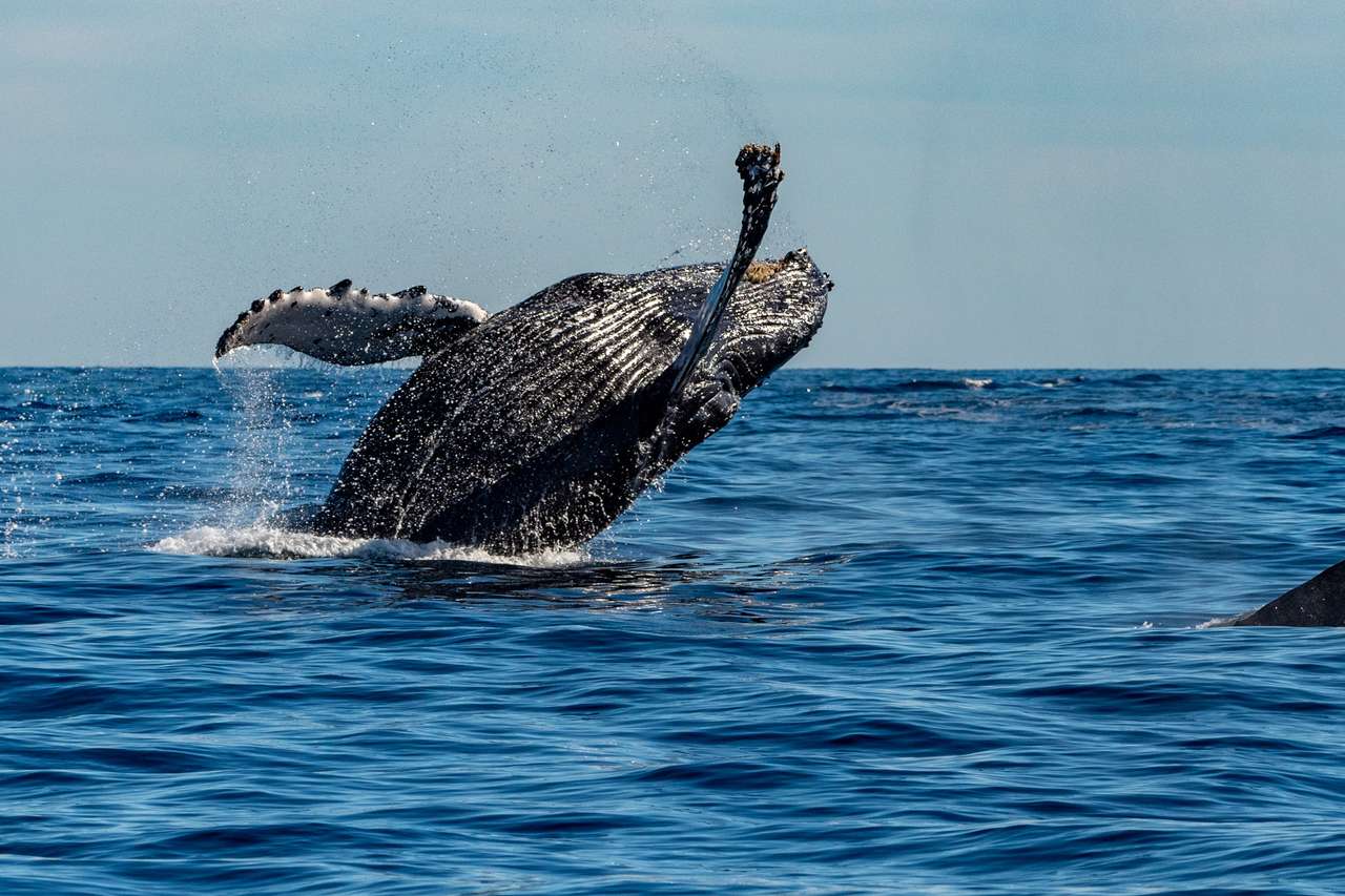 Humpback φάλαινα παζλ online από φωτογραφία